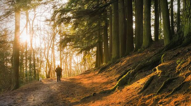 Morning light through winter trees with person and dog